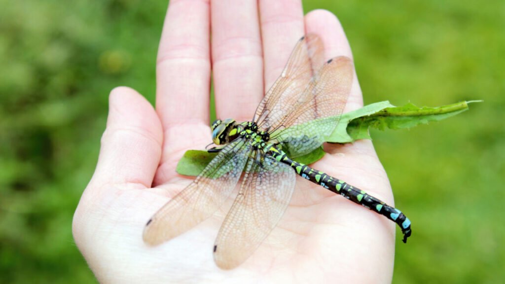 Scientists Wrong About Why Giant Dragonflies Disappeared