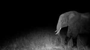 Netflix Documentary Uses AI to Track Mysterious Elephants