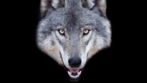 Man Faces Prison Time for Faking Wolf Sighting with AI