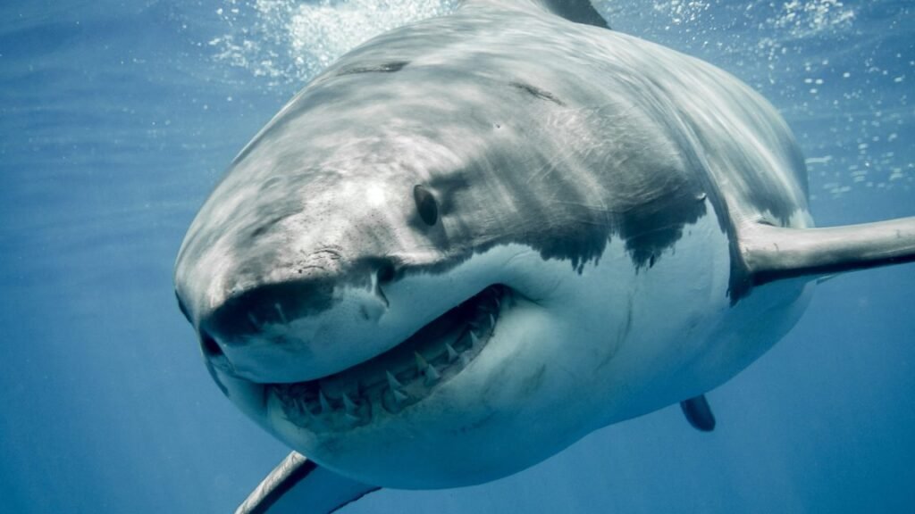 Great White Sharks Are Getting Too Hot From Climate Change