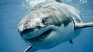 Great White Sharks Are Getting Too Hot From Climate Change